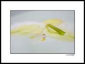 Dorchid_white_004