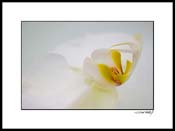 Forchid_white_007