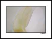 Gorchid_white_010