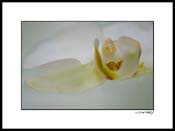 Horchid_white_011