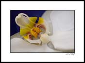 Iorchid_white_012
