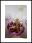 ORCHID_DOTS_001
