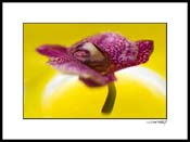 orchid_purple_001