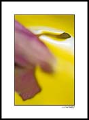 orchid_purple_002