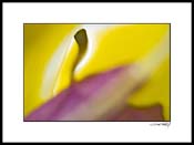 orchid_purple_003