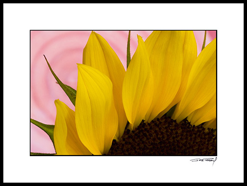 sunflower_002
