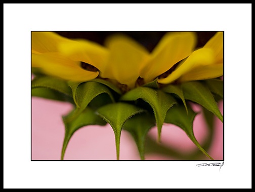 sunflower_003