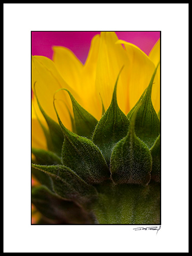 sunflower_004