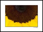 sunflower_001