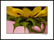 sunflower_003