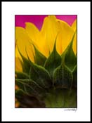 sunflower_004