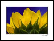 sunflower_005