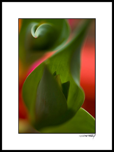 Btulip_003