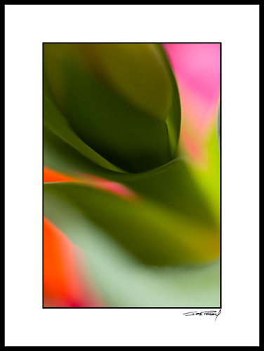Ctulip_004
