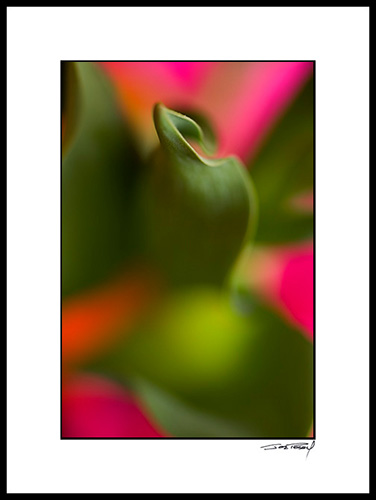 Dtulip_012