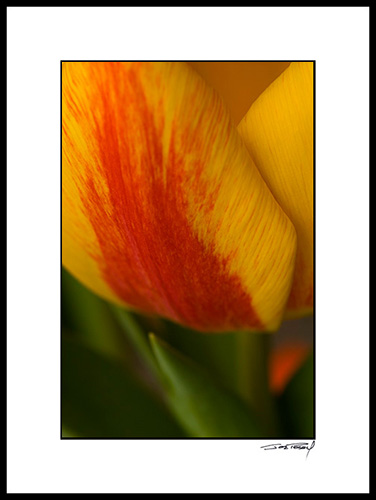 Etulip_014