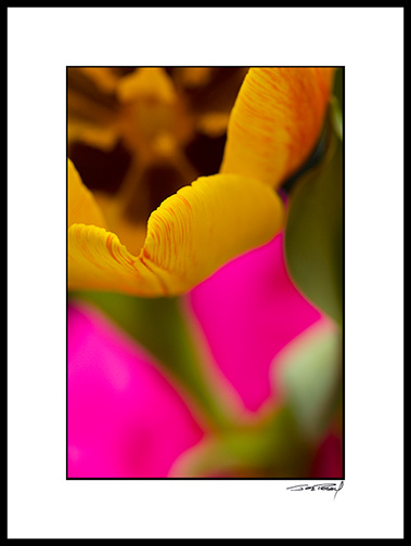 Ftulip_015