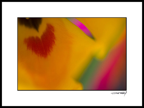 Gtulip_017