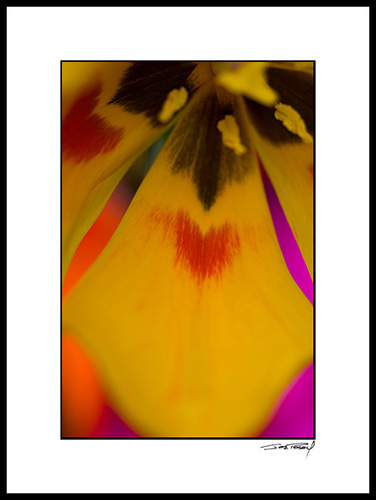 Htulip_022