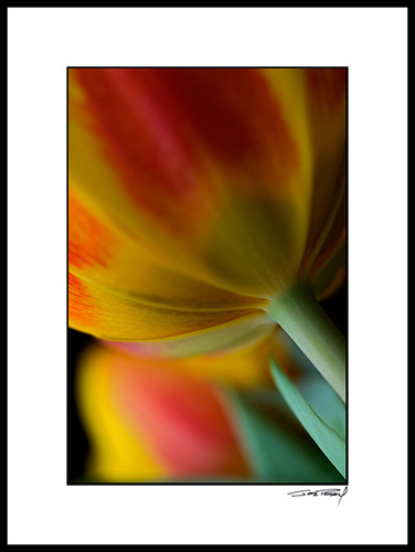 Itulip_024