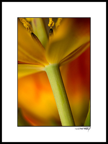Jtulip_027