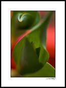 Btulip_003