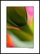 Ctulip_004