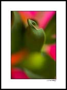 Dtulip_012