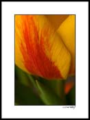 Etulip_014