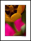 Ftulip_015