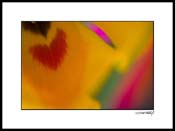 Gtulip_017