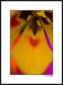 Htulip_022