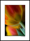 Itulip_024