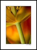Jtulip_027