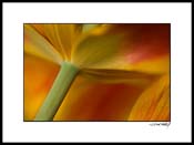 Ktulip_030