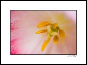 tulip_pink-white_001