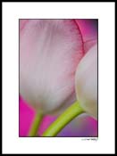tulip_pink-white_002