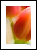tulip_red-yellow_001